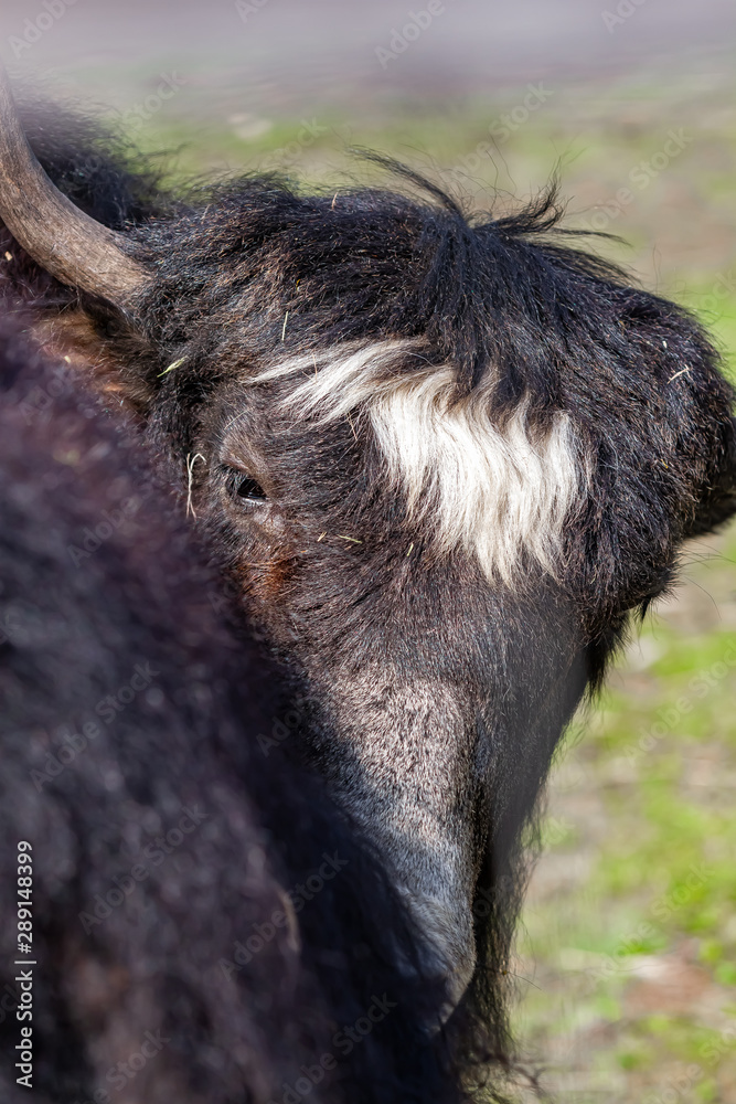 Yak Ranch - An Alternative Meat, Milk, and Wool Yak Ranch - An Alternative Meat, Milk, and Wool