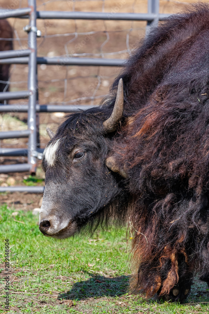 Yak Ranch - An Alternative Meat, Milk, and Wool Yak Ranch - An Alternative Meat, Milk, and Wool