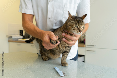 Tabby cat being examinated by her paw and nails by an unrecognizable veterinarian photo