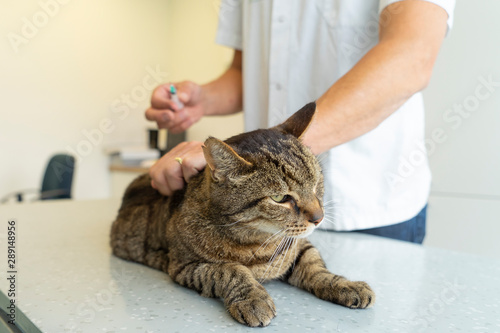 Tabby cat squeezing eyes being examinated by an unrecognizable veterinarian who gives him a shot in the back photo