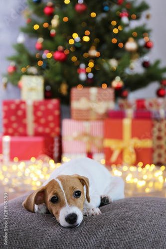 Jack Russell terrier as christmas present for children concept. Two months old adorable doggy on the cushion by the holiday tree with wrapped gift boxes. Festive background, close up, copy space.