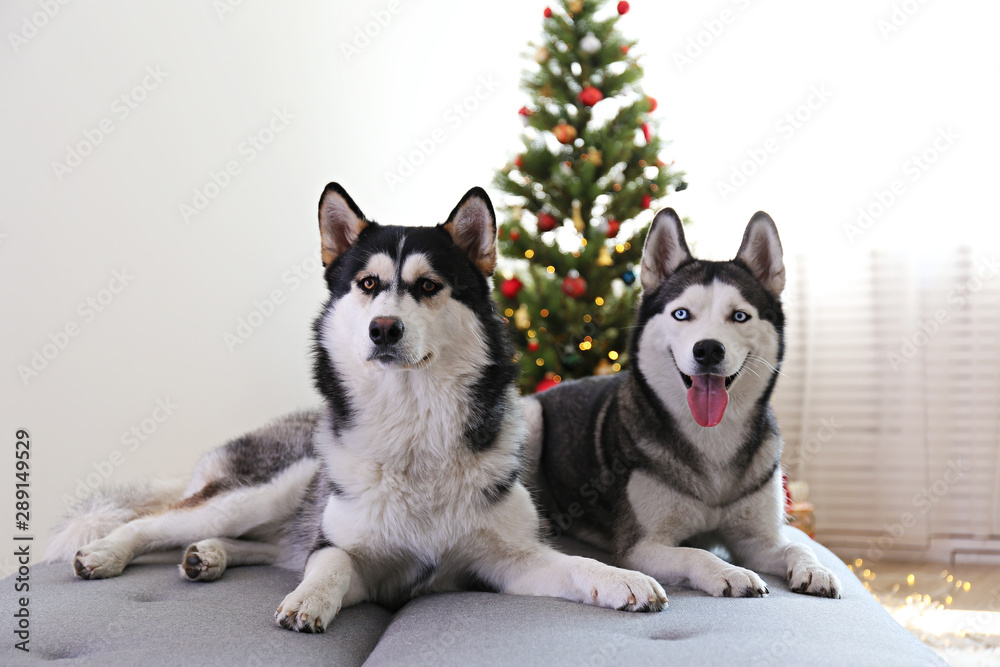 Are Siberian Huskies Better In Pairs