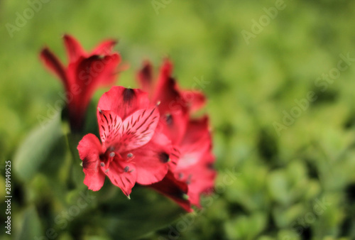 red flower in the garden