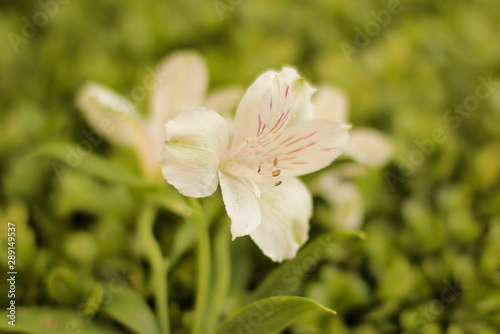 white flower