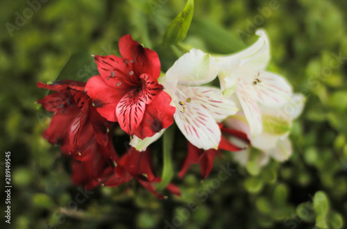 red flower