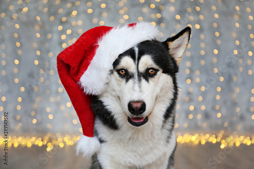 Black and white siberian husky on Christmas eve concept. Portrait of adorable doggy wearing Santa Claus hat over the holiday twinkle lights on grunged concrete wall. Festive background, close up, copy