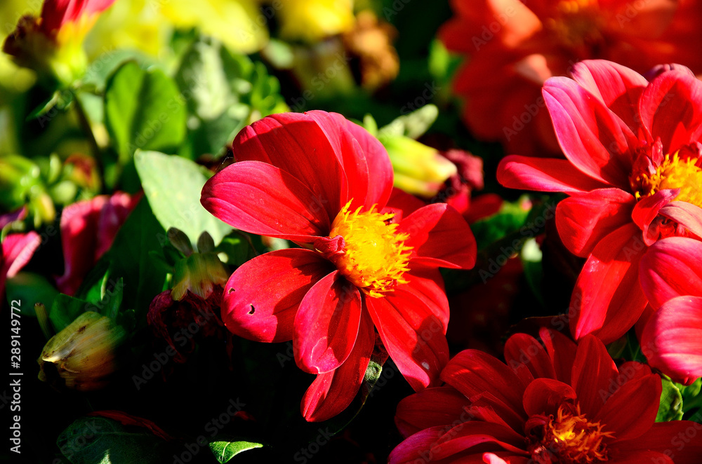 Red flower, Zinnia elegans (Common Zinnia) in the park in autumn sunny day. Red flower, Zinnia elegans (Common Zinnia) in the park in autumn sunny day.