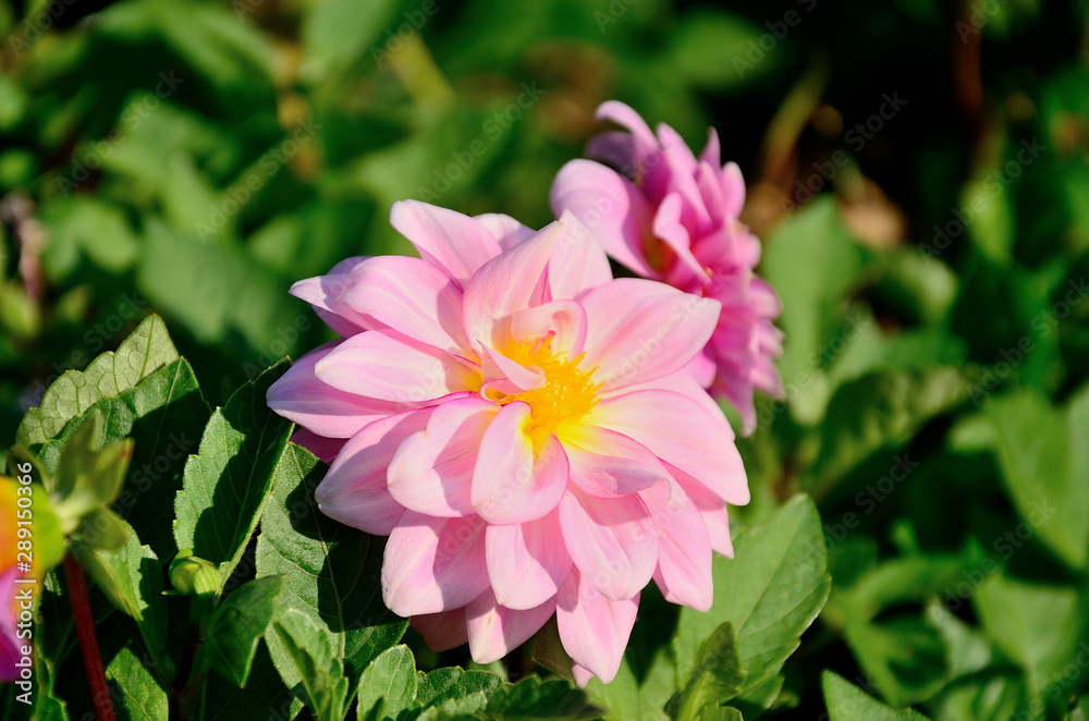 Pink flower, dahlia in the park on an autumn sunny day. Pink flower, dahlia in the park on an autumn sunny day.