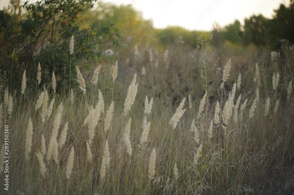 Fototapeta premium nature