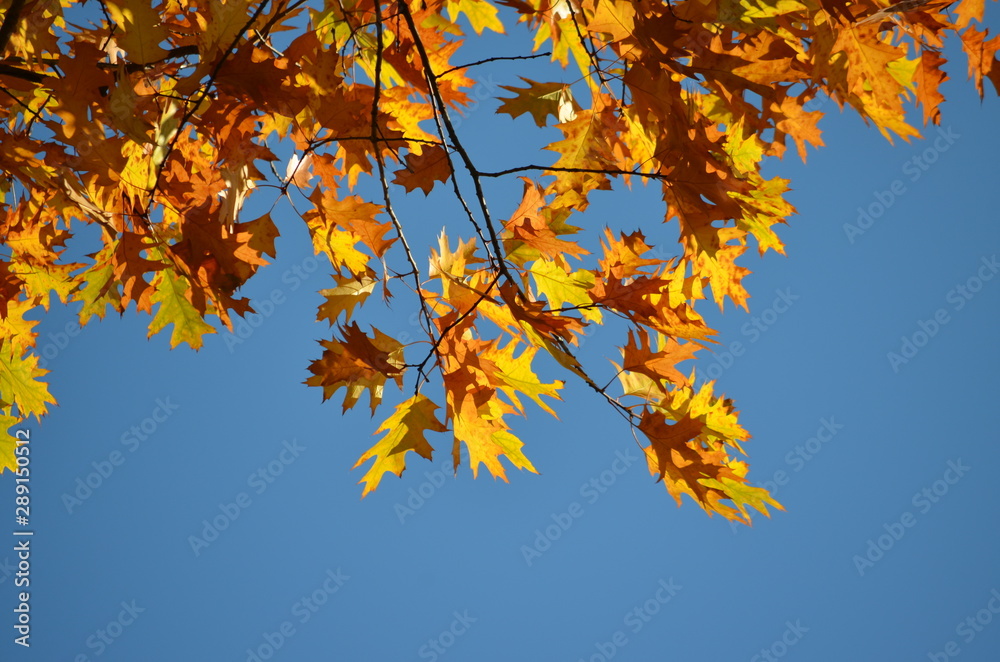 Orange and yellow leaves of Quercus robur, commonly known as common oak, pedunculate oak, European oak or English oak, in an autumn forest, view from below towards blue sky Orange and yellow leaves of Quercus robur, commonly known as common oak, pedunculate oak, European oak or English oak, in an autumn forest, view from below towards blue sky