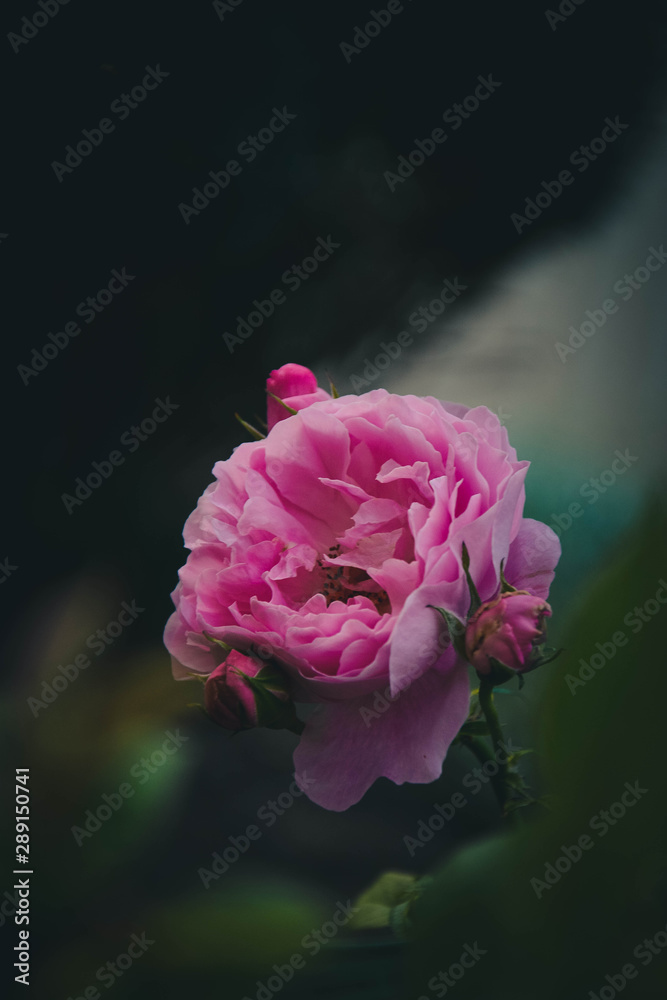 pink rose in garden