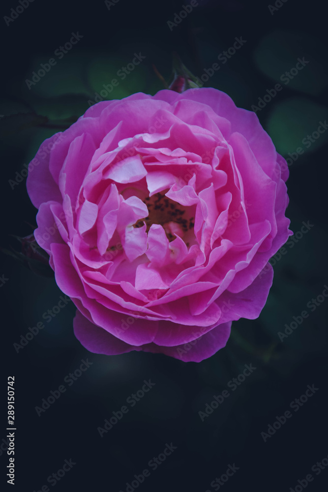 pink rose on black background