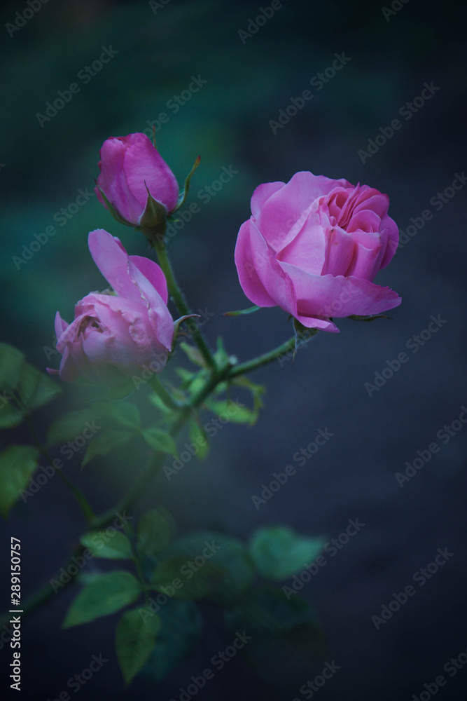 pink rose on black background