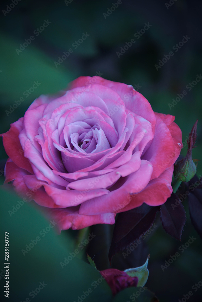 pink rose in garden