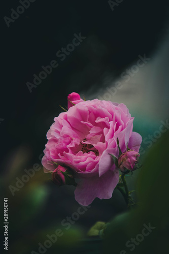 Obraz na płótnie pink rose in garden w salonie