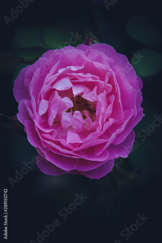 Obraz na płótnie pink rose on black background w salonie