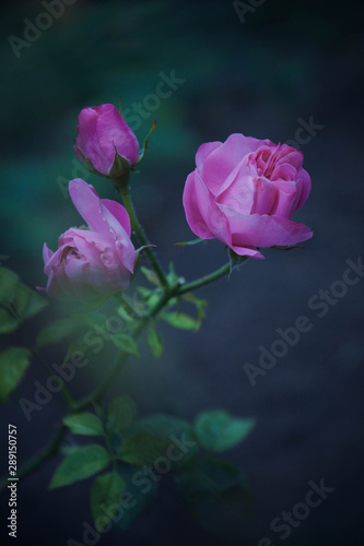 Obraz na płótnie pink rose on black background w salonie