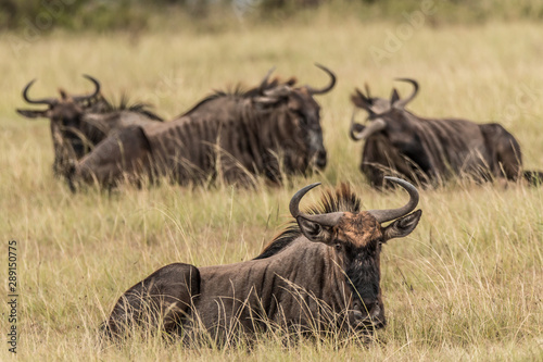 Wildebeest aka Gnu © Marcel Rudolph-Gajda