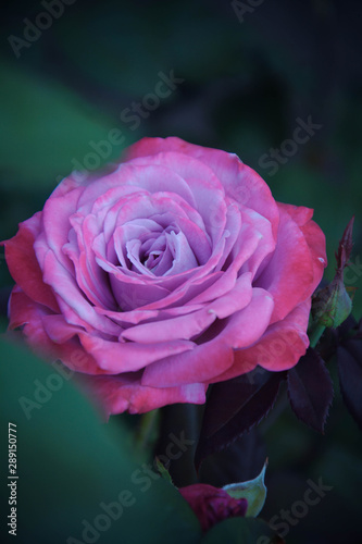 Obraz na płótnie pink rose in garden w salonie