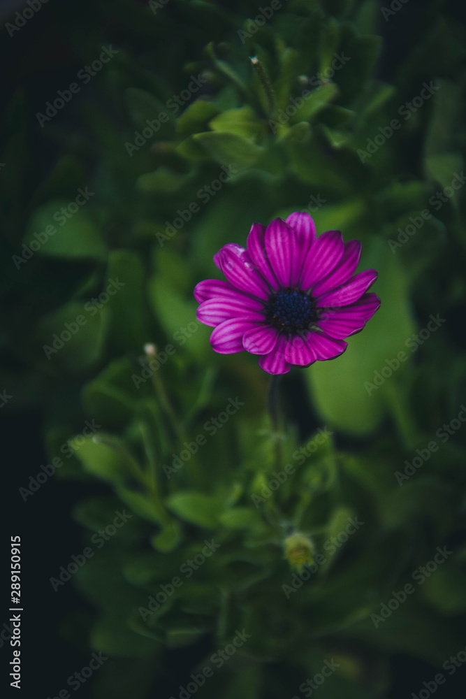 pink flower in the garden