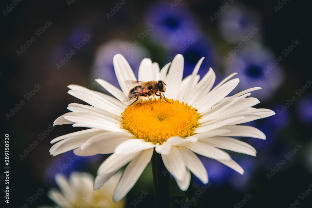 bee on flower