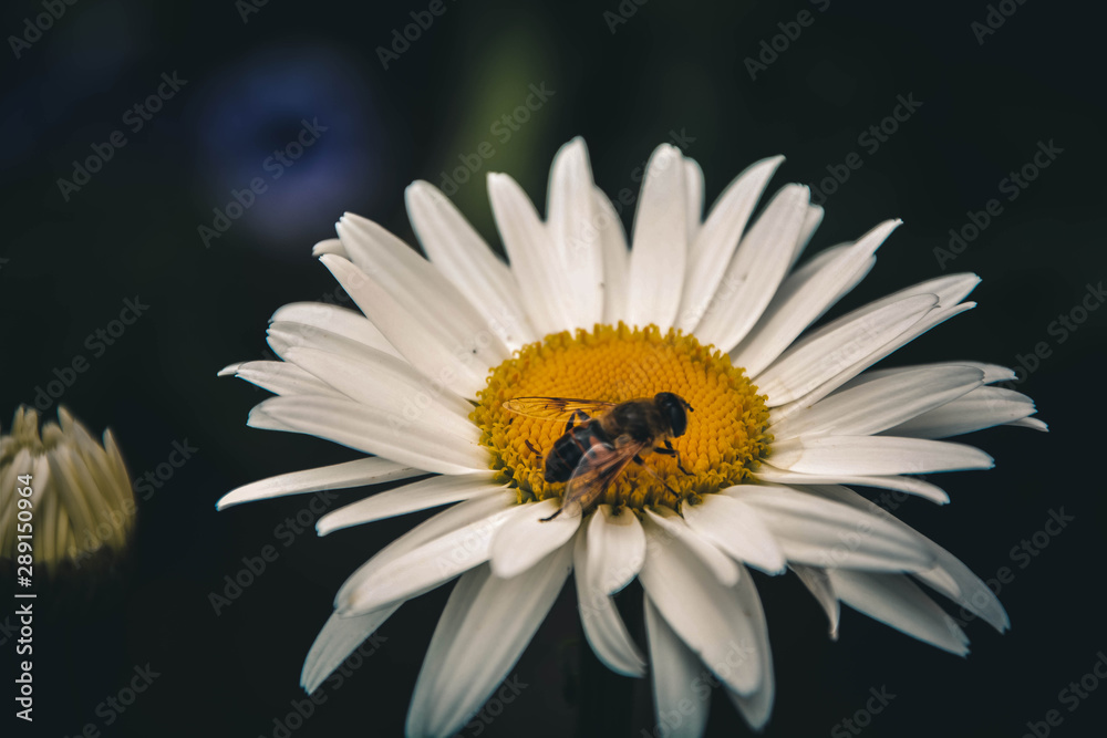 white daisy