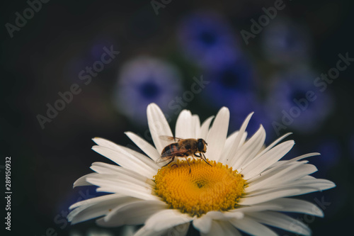 Obraz na płótnie bee on flower w salonie
