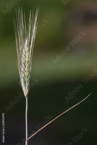 Closeup of one grain crop, ...