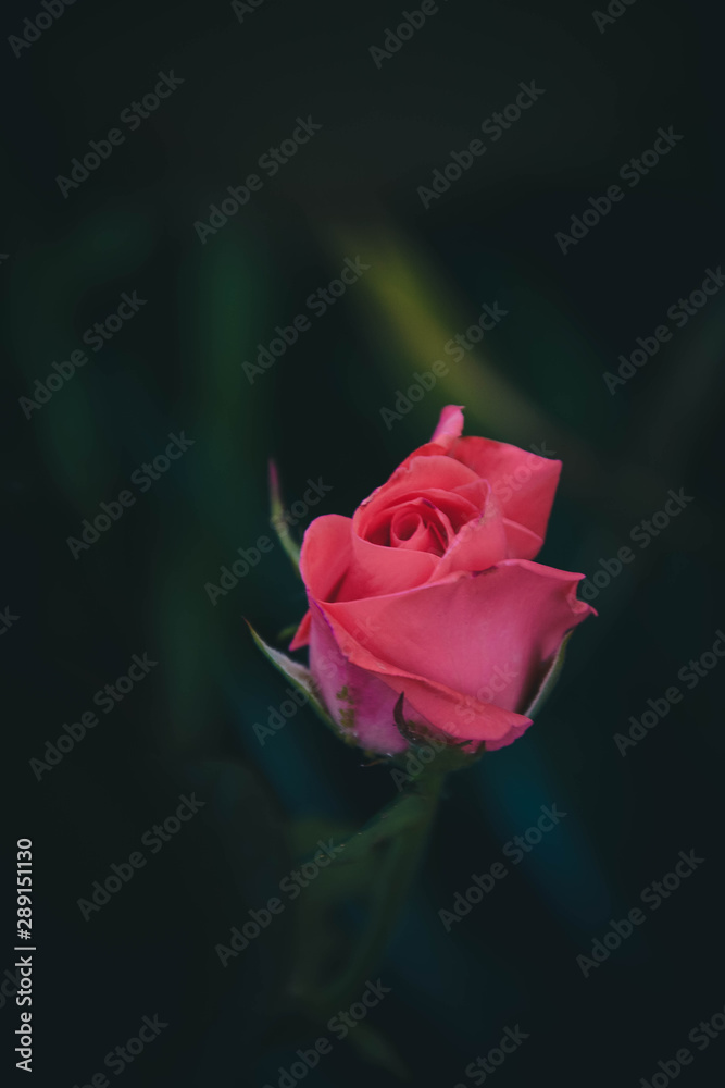 red rose on black background