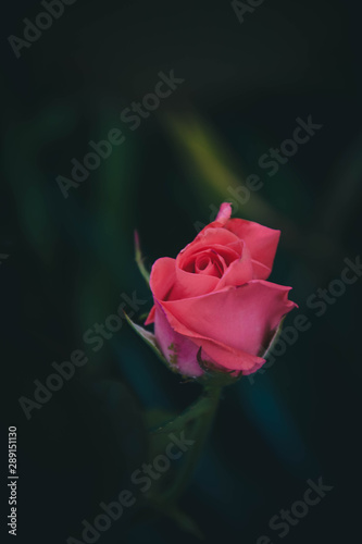 Obraz na płótnie red rose on black background w salonie