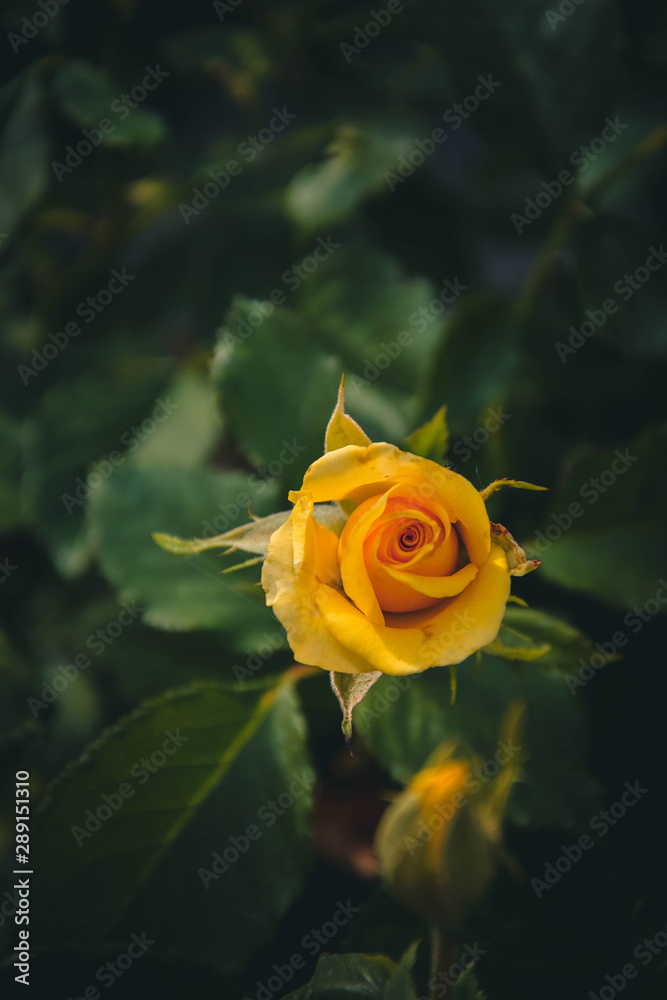 yellow rose in garden