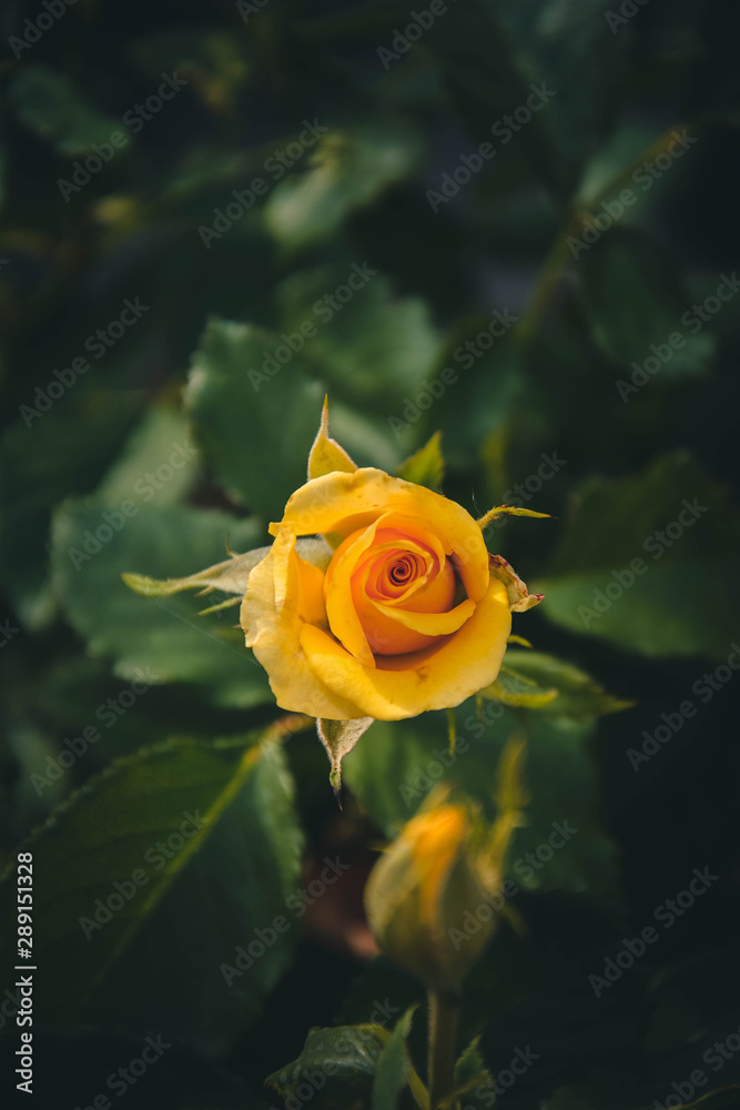 yellow rose in garden