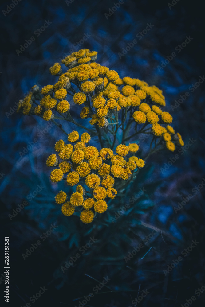 yellow flower