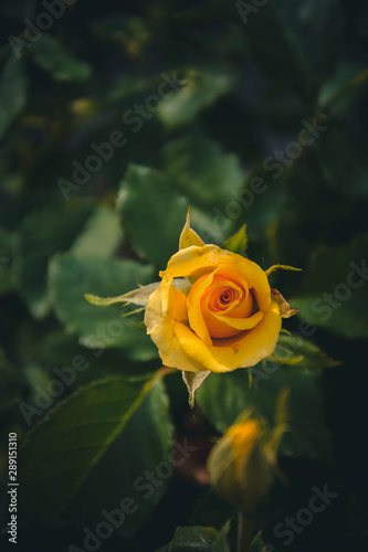 Obraz na płótnie yellow rose in garden w salonie