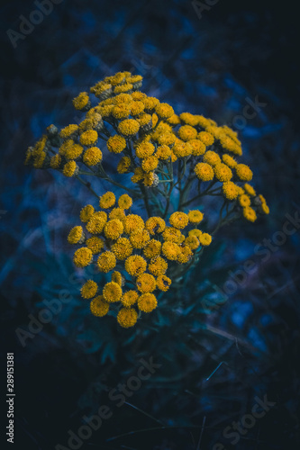 Obraz na płótnie yellow flower w salonie