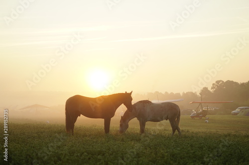 horses on pasture at sunset