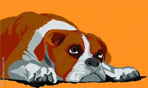 Boxer Resting