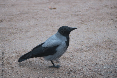 crow on rock