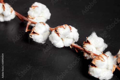 Cotton plant on black background. Branch of white cotton flowers on dark stone table