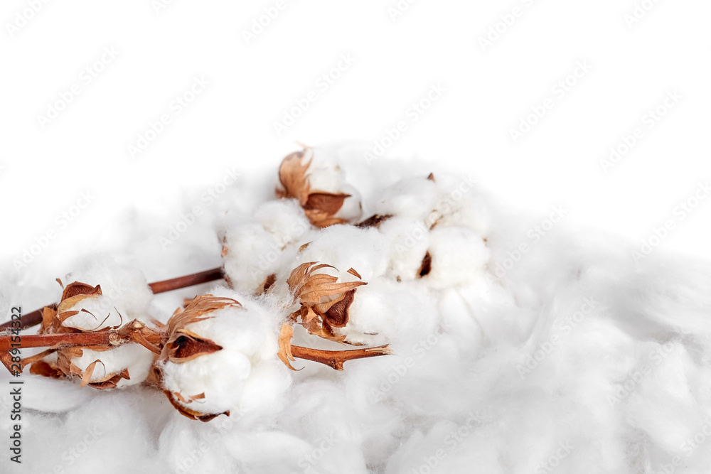 Cotton plant. Branch of white cotton flowers on soft background. Organic material used in the manufacture of natural fabrics and other products Cotton plant. Branch of white cotton flowers on soft background. Organic material used in the manufacture of natural fabrics and other products