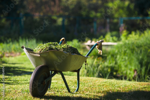 Metal wheelbarrow full of mowed grass on lawn in sunny garden