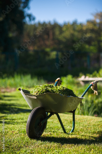Metal wheelbarrow full of mowed grass on lawn in sunny garden