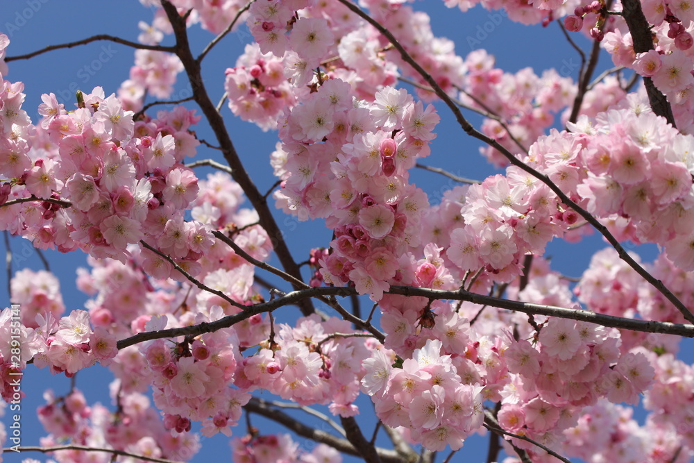 Kirschblüten vor blauem Himmel