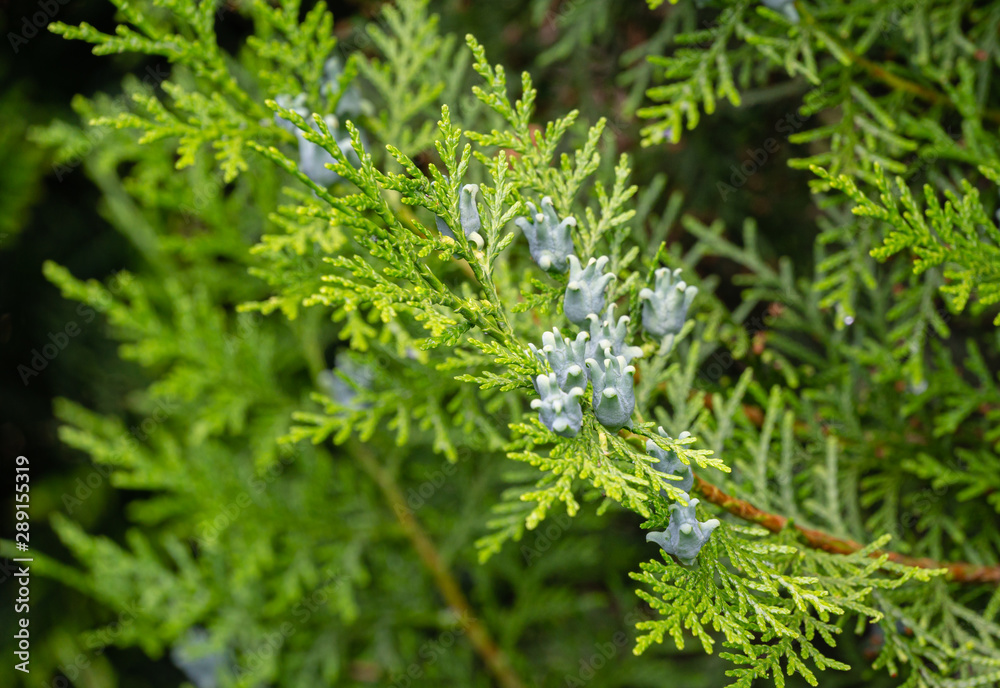 Amazing blue seeds of thuja tree (Platycladus orientalis). Platycladus ...