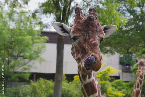 Close up of the head of a funny looking giraffe