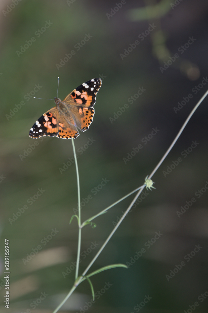 Obraz premium Belle-Dame en français, painted lady ou cosmopolitan en anglais, un papillon migrateur extraordinaire