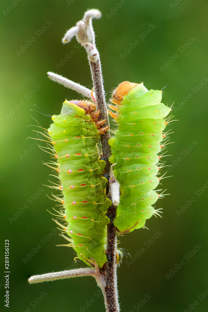 Polyphemus Moth - Antheraea polyphemus, caterpillar of beautiful large American moth.