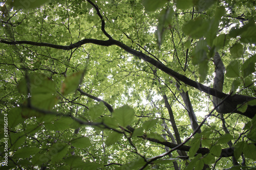 Out in the wild forest