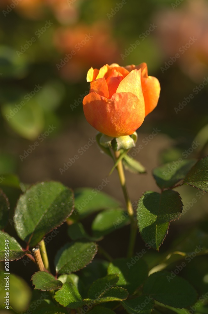 Orange roses in the garden