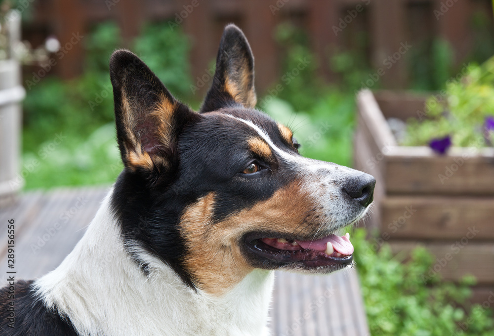 Dog breed Welsh Corgi Cardigan portrait in the yard against the background of a wooden fence and green grass Dog breed Welsh Corgi Cardigan portrait in the yard against the background of a wooden fence and green grass